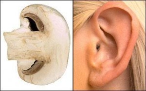 Mushroom-EAR